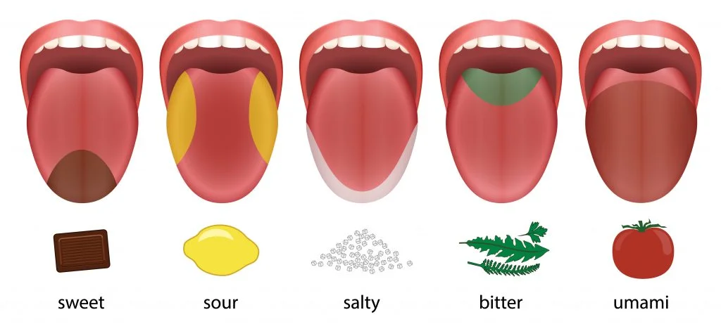 Illustration of five basic taste areas on the tongue.