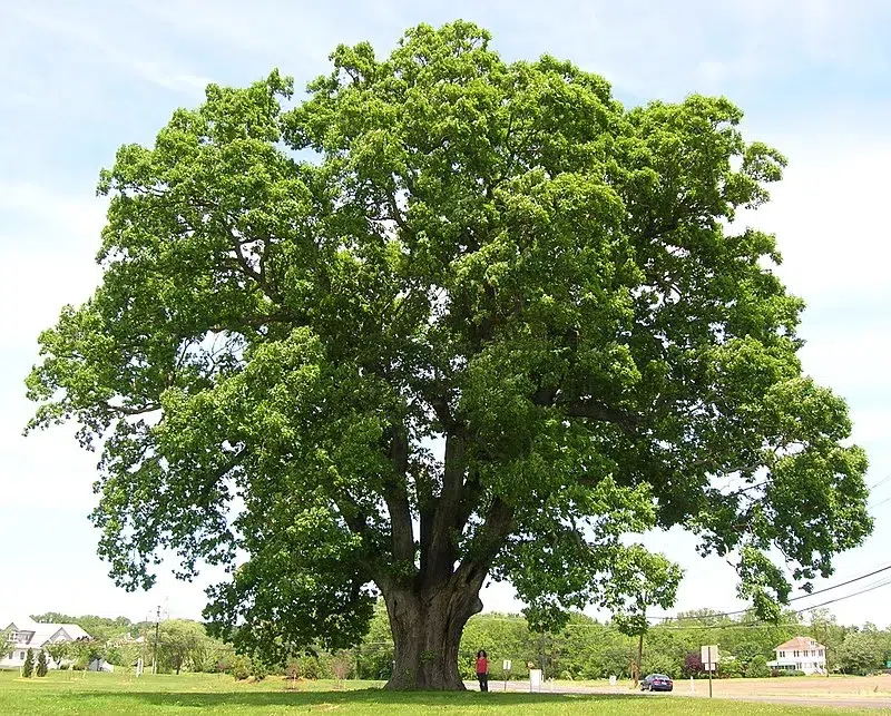 Majestic oak tree with a person standing nearby.