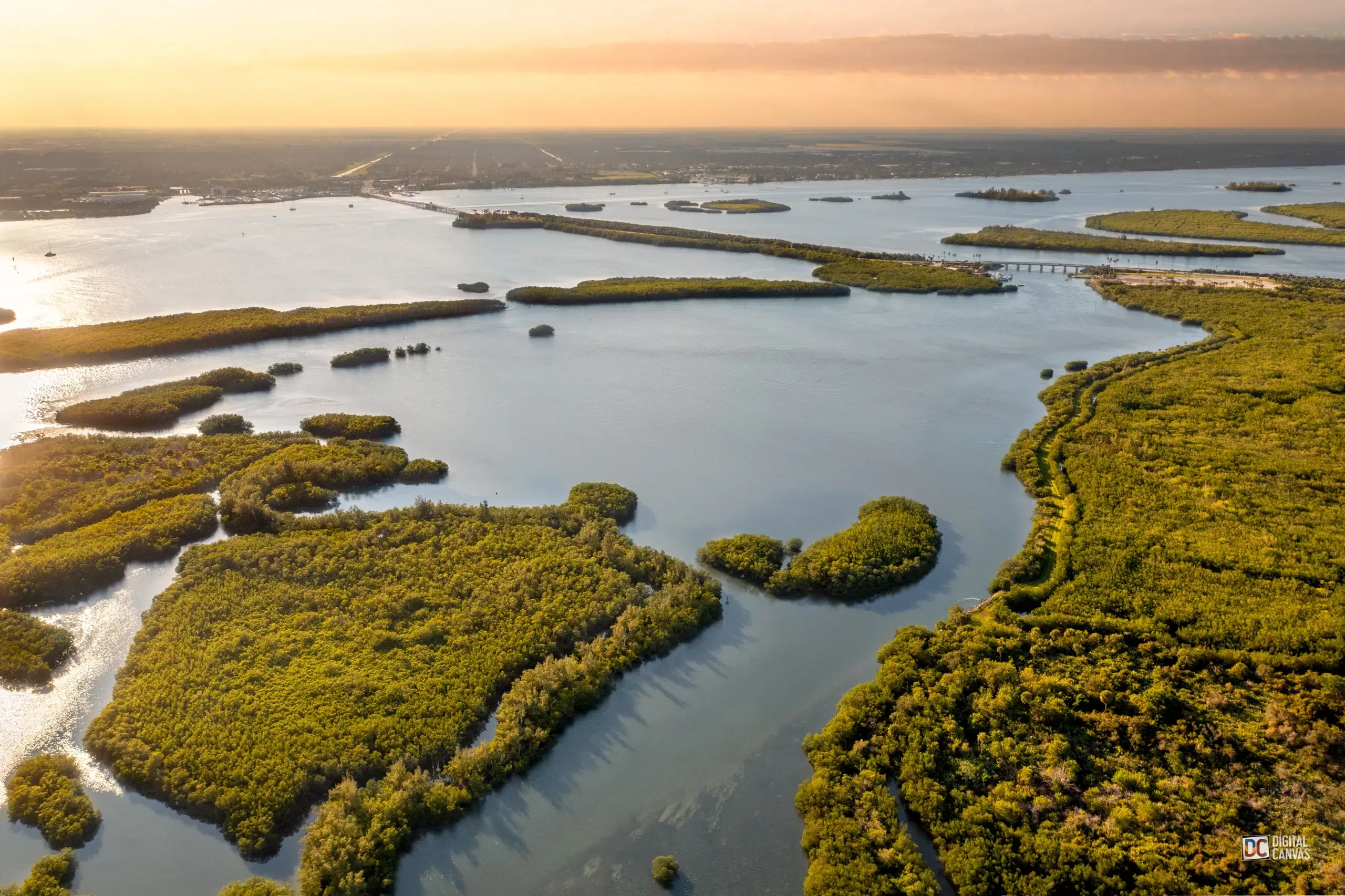 Aerial view of a sunlit mangrove estuary at sunset.
